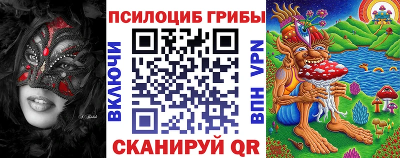 как найти наркотики Кедровый Галлюциногенные грибы Cubensis